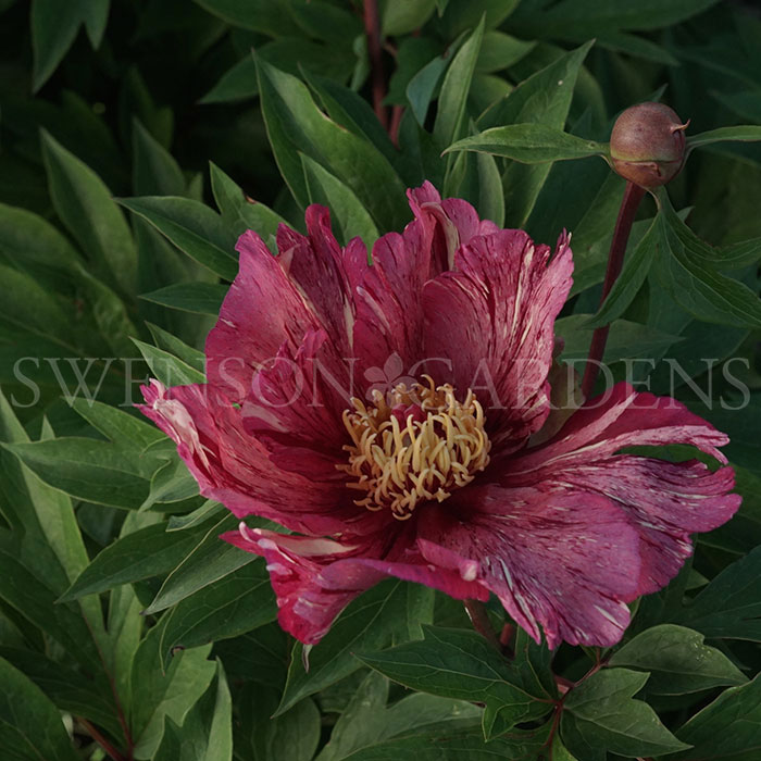 ANDERSON'S KALEIDOSCOPE