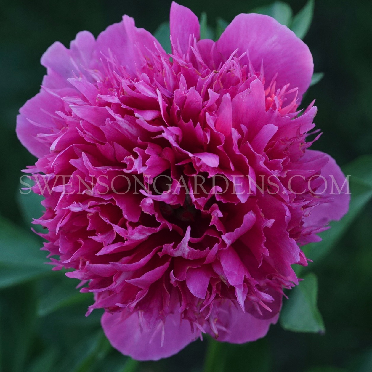 ANGELO COBB FREEBORN