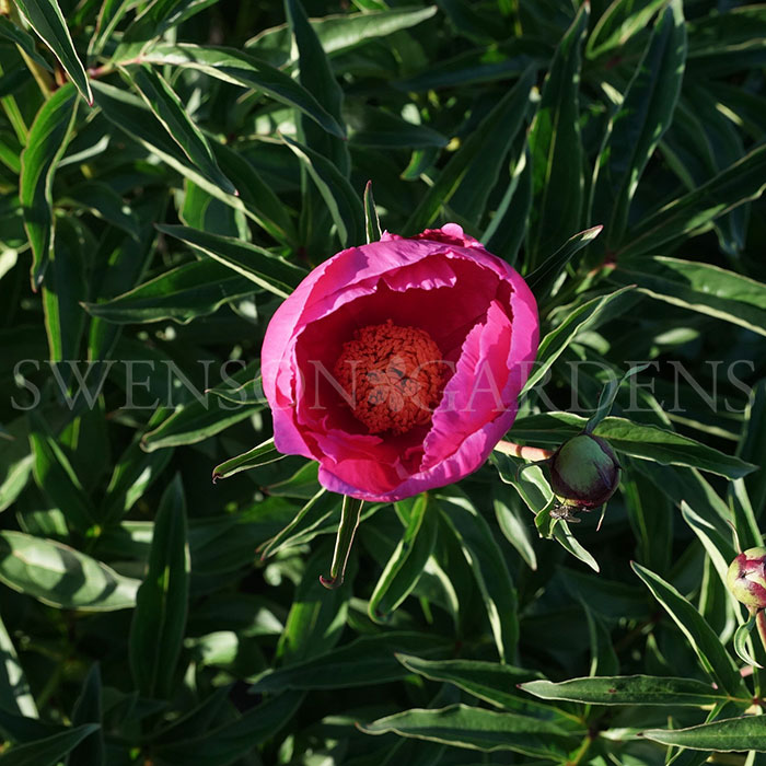 BUTTERFLIES IN FLIGHT  