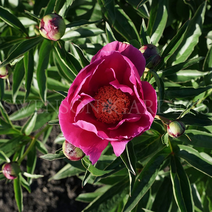 BUTTERFLIES IN FLIGHT  