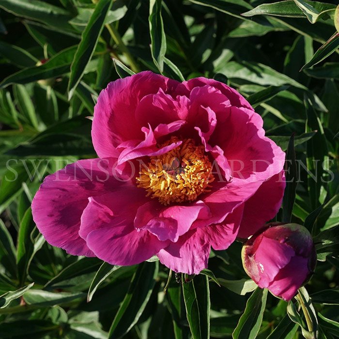 BUTTERFLIES IN FLIGHT  