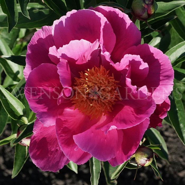BUTTERFLIES IN FLIGHT  