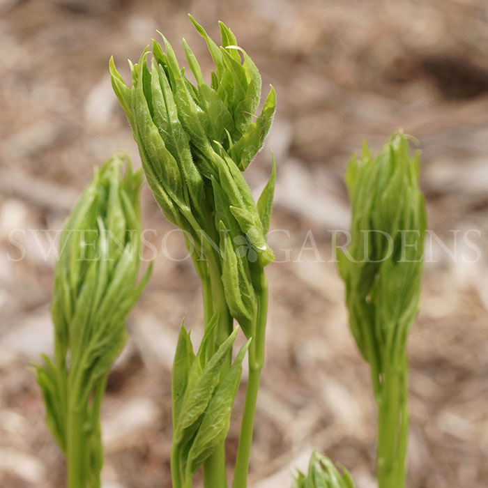 GOLDEN WHEEL ‘Huang Jin Lun’